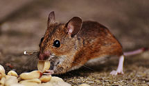 24 Hour & Emergency Exterminators in Silk Hope, NC